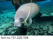 A manatee gnawing on the dock line at Fanning Springs State Park, Florida. Michael Wood/Stocktrek Images/TASS. Стоковое фото, агентство ТАСС / Фотобанк Лори