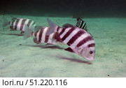 A school of Sheepshead feeding along the bottom of St. Andrew Bay, Florida. Michael Wood/Stocktrek Images/TASS. Стоковое фото, агентство ТАСС / Фотобанк Лори