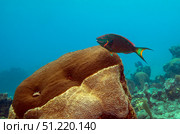 A Rainbow Parrotfish swimming over brain coral. Michael Wood/Stocktrek Images/TASS. Стоковое фото, агентство ТАСС / Фотобанк Лори