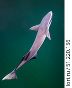 A remora fish swimming up looking for a host. Michael Wood/Stocktrek Images/TASS. Стоковое фото, агентство ТАСС / Фотобанк Лори