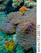 Pink anemonefish guard their anemone on a coral reef, Fiji. Michael Wood/Stocktrek Images/TASS. Стоковое фото, агентство ТАСС / Фотобанк Лори