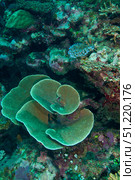 Cabbage Coral amongst other corals in the South Pacific Ocean, Fiji. Michael Wood/Stocktrek Images/TASS. Стоковое фото, агентство ТАСС / Фотобанк Лори