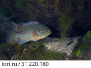 Green Sunfish swimming along the rocky bottom of Fanning Springs, Florida. Michael Wood/Stocktrek Images/TASS. Стоковое фото, агентство ТАСС / Фотобанк Лори