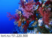 Colorful soft coral reefscape in the Red Sea. VW Pics/Stocktrek Images/TASS. Стоковое фото, агентство ТАСС / Фотобанк Лори