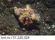 Anemone hermit crab (Dardanus tinctor), Bali, Indonesia. VW Pics/Stocktrek Images/TASS. Стоковое фото, агентство ТАСС / Фотобанк Лори