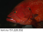 Tomato grouper (Cephalopholis sonnerati). VW Pics/Stocktrek Images/TASS. Стоковое фото, агентство ТАСС / Фотобанк Лори