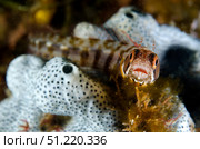 Browncheek blenny (Acanthemblemaria crockeri) perched on coral polyps. VW Pics/Stocktrek Images/TASS. Стоковое фото, агентство ТАСС / Фотобанк Лори
