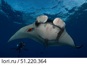Giant manta ray (Mobula birostris) and scuba diver in San Benedicto Island, Mexico. VW Pics/Stocktrek Images/TASS. Стоковое фото, агентство ТАСС / Фотобанк Лори
