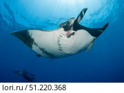 Giant manta ray (Manta birostris) in San Benedicto Island, Mexico. VW Pics/Stocktrek Images/TASS. Стоковое фото, агентство ТАСС / Фотобанк Лори