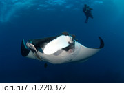 Giant manta ray and scuba diver in San Benedicto Island, Pacific Ocean, Mexico. VW Pics/Stocktrek Images/TASS. Стоковое фото, агентство ТАСС / Фотобанк Лори