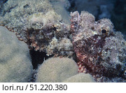 Two flathead scorpionfish (Scorpaenopsis oxycephala) in the Red Sea. VW Pics/Stocktrek Images/TASS. Стоковое фото, агентство ТАСС / Фотобанк Лори