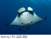 Manta ray and clarion angelfish, Socorro Island, Mexico. VW Pics/Stocktrek Images/TASS. Стоковое фото, агентство ТАСС / Фотобанк Лори