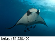Manta ray (Mobula birostris) on a cleaning station, Socorro Island, Mexico. VW Pics/Stocktrek Images/TASS. Стоковое фото, агентство ТАСС / Фотобанк Лори