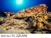 A coral encrusted unexploded bomb off the island of Kahoolawe, Hawaii. David Fleetham/Stocktrek Images/TASS. Стоковое фото, агентство ТАСС / Фотобанк Лори