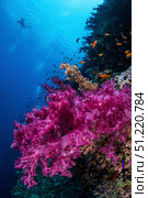 Soft coral on a wall in the Red Sea. Brook Peterson/Stocktrek Images/TASS. Стоковое фото, агентство ТАСС / Фотобанк Лори