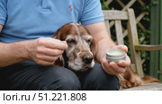 Compassionate older owner softly massaging healing balm onto weathered nose of aging irish setter, showing gentle canine care with deep affection. Стоковое AI-видео, аниматор Юрий Поздников / Фотобанк Лори