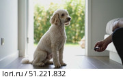 Fluffy white poodle waiting near doorway, attentively watching owner with remote control during obedience training moment. Стоковое AI-видео, аниматор Юрий Поздников / Фотобанк Лори