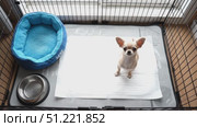 Chihuahua puppy mastering potty training, resting on absorbent pad within cozy crate, near feeding station, soft bedding supporting early canine learning process. Стоковое AI-видео, аниматор Юрий Поздников / Фотобанк Лори