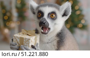 Ring tailed lemur playing with colorful christmas gift, making funny faces near sparkling holiday tree with blurred festive lights in background. Стоковое AI-видео, аниматор Юрий Поздников / Фотобанк Лори