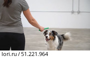 Professional dog trainer using clicker method while teaching australian shepherd, developing strong communication through positive reinforcement in minimalist white training space. Стоковое AI-видео, аниматор Юрий Поздников / Фотобанк Лори