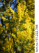 Цветы Мимозы, ветка Мимозы в цвету. Acacia dealbata tree in blossom. This plant with yellow flowers is also known as mimosa. Стоковое фото, фотограф Сергей Пристяжнюк (Serg Zastavkin) / Фотобанк Лори