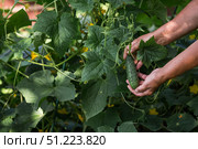 A female farmer is picking cucumbers in a summer cottage. Close-up of the woman's hands and cucumbers. Стоковое фото, фотограф Photojuli / Фотобанк Лори
