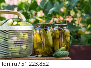 Fresh cucumbers in a basket and crispy pickled cucumbers in a transparent glass jar. Pickled cucumbers with dill and garlic. Delicious canned vegetables. Cucumbers for the winter. Стоковое фото, фотограф Photojuli / Фотобанк Лори