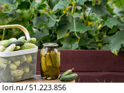 Fresh cucumbers in a basket and crispy pickled cucumbers in a transparent glass jar. Pickled cucumbers with dill and garlic. Delicious canned vegetables. Cucumbers for the winter. Стоковое фото, фотограф Photojuli / Фотобанк Лори