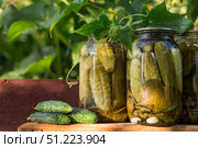 Fresh cucumbers in a basket and crispy pickled cucumbers in a transparent glass jar. Pickled cucumbers with dill and garlic. Delicious canned vegetables. Cucumbers for the winter. Стоковое фото, фотограф Photojuli / Фотобанк Лори