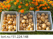 Fresh organic potato harvest is dried in plastic containers on green lawn near flower bed with bright marigolds in vegetable garden on sunny autumn day. Potato harvest time. Seasonal gardening concept. Стоковое фото, фотограф Виктория Катьянова / Фотобанк Лори