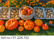 Freshly harvested organic orange pumpkins and potatoes on a green lawn next to a flower bed with bright marigold flowers in a vegetable garden on a sunny autumn day. Seasonal gardening concept. Стоковое фото, фотограф Виктория Катьянова / Фотобанк Лори