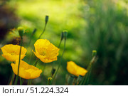 Flowers yellow poppies on a green blurred grass background. Copy space, place for text. Стоковое фото, фотограф Aleksandra Selivanova / Фотобанк Лори