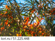Clusters of vibrant orange sea buckthorn berries ripening on a branch, illuminated by sunlight against a clear blue sky, creating a picturesque autumnal scene. Стоковое фото, фотограф Ольга Ильина / Фотобанк Лори