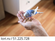 Owner man feeding a budgie. Close-up. White blue budgerigar perching on the hand. Pet bird is eating cucumber from human palm. Cozy Indoor Setting. Person is gently handfeeding a parrot in bright room. Стоковое фото, фотограф Марина Демидюк / Фотобанк Лори