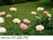 Pink peony growing, blurred leaves background. Gently fresh flower bush. Gardening, landscaping. Plant Nurse Ad. Backdrop for product promote. Flower shop. Green home garden. Landscape design. Path. Стоковое фото, фотограф Марина Демидюк / Фотобанк Лори