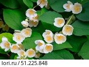 Цветущий чубушник (жасмин, Philadelphus), крупный план. Стоковое фото, фотограф 1Andrey Милкин / Фотобанк Лори