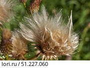 Macrophotography of fluffy creeping thistle seeds on a green background. Creeping thistle (lat. Cirsium arvense) is a species of perennial herbaceous plants of the Asteraceae family. Стоковое фото, фотограф Андрей Жигальцов / Фотобанк Лори