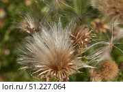 Macrophotography of fluffy creeping thistle seeds on a green background. Creeping thistle (lat. Cirsium arvense) is a species of perennial herbaceous plants of the Asteraceae family. Стоковое фото, фотограф Андрей Жигальцов / Фотобанк Лори