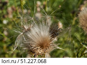 Macrophotography of fluffy creeping thistle seeds on a green background. Creeping thistle (lat. Cirsium arvense) is a species of perennial herbaceous plants of the Asteraceae family. Стоковое фото, фотограф Андрей Жигальцов / Фотобанк Лори