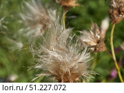 Macrophotography of fluffy creeping thistle seeds on a green background. Creeping thistle (lat. Cirsium arvense) is a species of perennial herbaceous plants of the Asteraceae family. Стоковое фото, фотограф Андрей Жигальцов / Фотобанк Лори