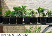 Row of young conifer seedlings growing in black plastic pots on a wooden shelf outdoors, with a beige stone textured wall in the background. Стоковое фото, фотограф Татьяна Терехина / Фотобанк Лори