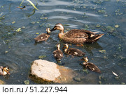 Mother duck swims with a group of fluffy ducklings in a pond covered with green algae on a sunny day. A peaceful wildlife scene of family in nature. Стоковое фото, фотограф Татьяна Терехина / Фотобанк Лори