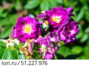 Rosa Rhapsody in Blue modern shrub rose with striking purple violet flowers and yellow white centers blooming in a summer garden with green foliage. Стоковое фото, фотограф Татьяна Терехина / Фотобанк Лори