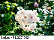 Close up of a white Madame Plantier rose Alba Hybrid variety in full bloom with delicate layered petals against a soft natural garden background. Стоковое фото, фотограф Татьяна Терехина / Фотобанк Лори