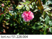 Single Allure Winter Jewel Floribunda rose in tender pink shade with layered petals, symbolizing grace and softness in a peaceful garden. Стоковое фото, фотограф Татьяна Терехина / Фотобанк Лори