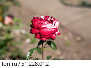 Close up of blooming pink and white Prince de Monaco floribunda rose, showing soft petals and natural floral beauty in a summer garden. Стоковое фото, фотограф Татьяна Терехина / Фотобанк Лори