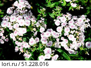 Close up of blooming white Phlox paniculata flowers with pink centers in a summer garden, surrounded by lush green leaves under sunlight. Стоковое фото, фотограф Татьяна Терехина / Фотобанк Лори