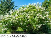 Blooming Hydrangea paniculata shrub with abundant white flower clusters and green foliage in a sunny summer garden landscape. Стоковое фото, фотограф Татьяна Терехина / Фотобанк Лори