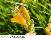 Close up of yellow daylily flower buds infested with white aphids in a summer garden, showing plant pest damage and macro details of the insects. Стоковое фото, фотограф Татьяна Терехина / Фотобанк Лори