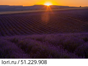Lavender Fields Sunset Provence Agriculture Growth Beauty Landscape. Стоковое фото, фотограф svetograph / Фотобанк Лори